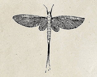 Mayfly: One Day Sky