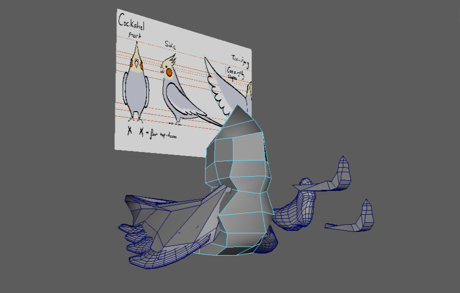 Cockatiel Model Process Cockatiel Model Process