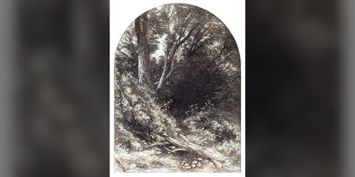 Cover image for Into the Wild Wood