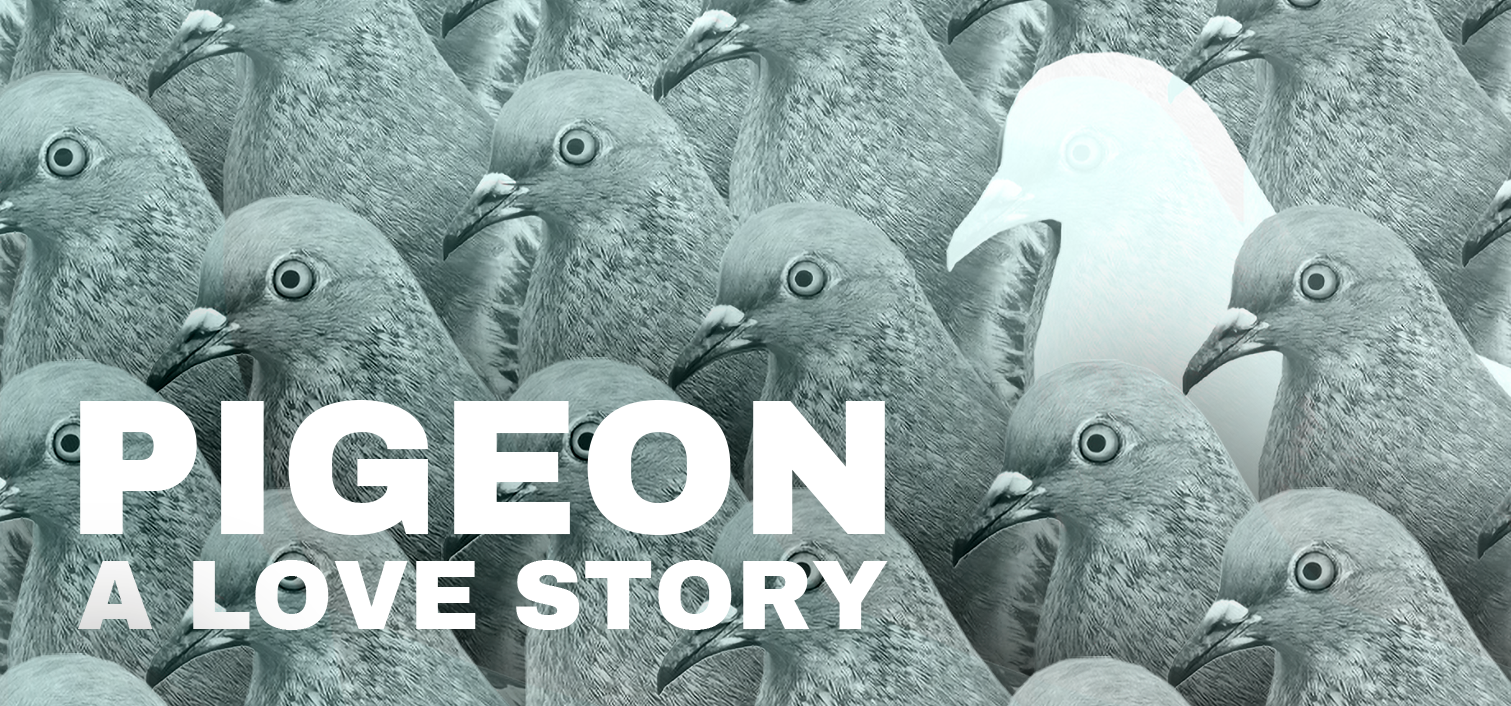 Pigeon: A Love Story
