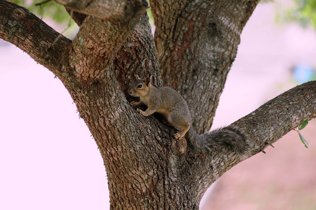 Cover image for Squirrel's Life