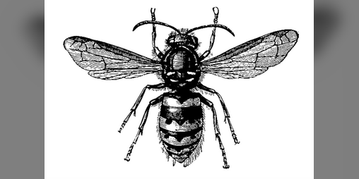 Cover image for The Paper Wasp