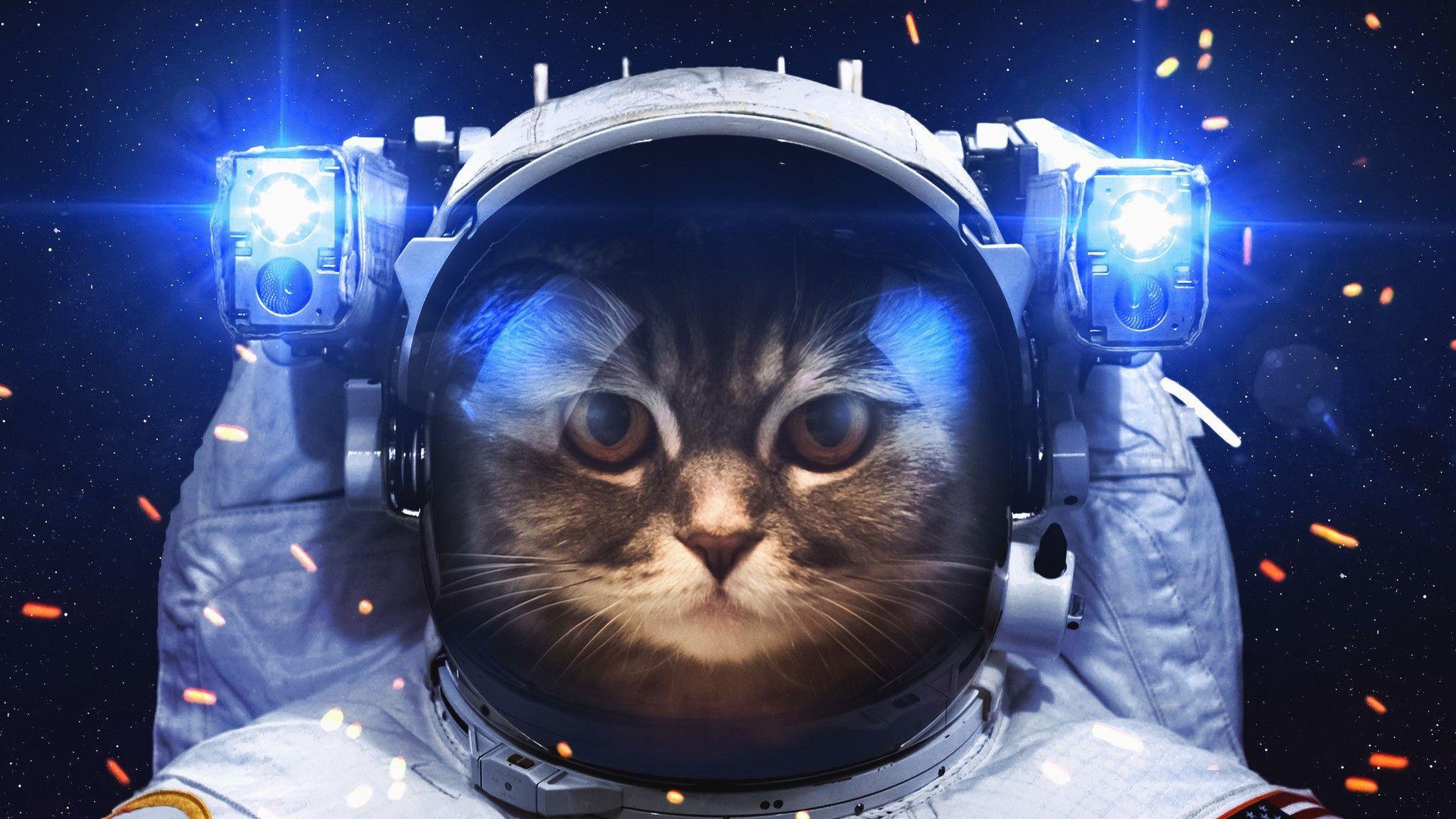 Cover image for CAT SPACE WAR
