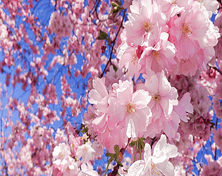 sakura