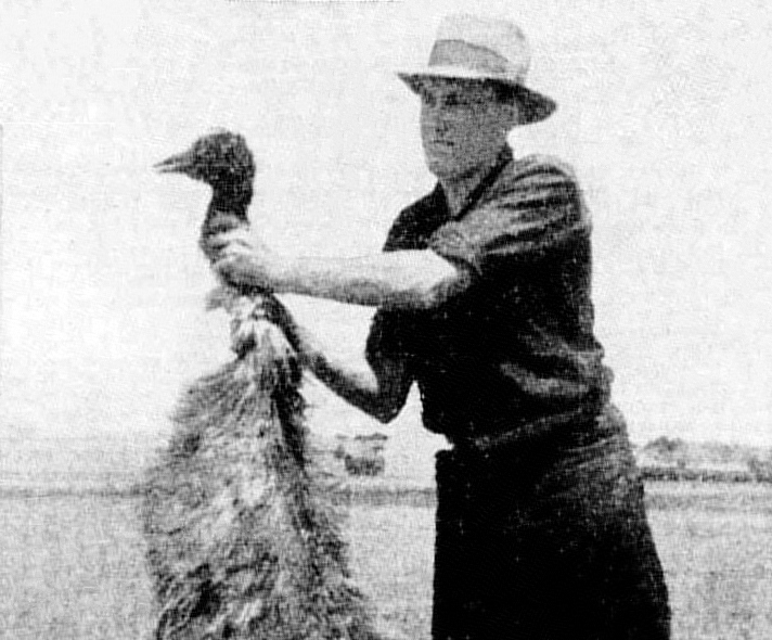 Cover image for The Great Emu War