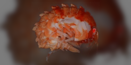 Cover image for BattleShrimp