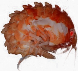 BattleShrimp