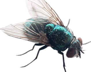 Nuclear Fly