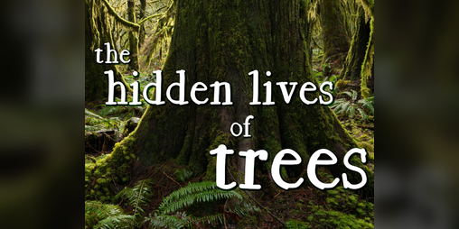 Cover image for The Hidden Lives of Trees
