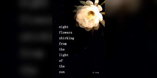 Cover image for night flowers shirking from the light of the sun