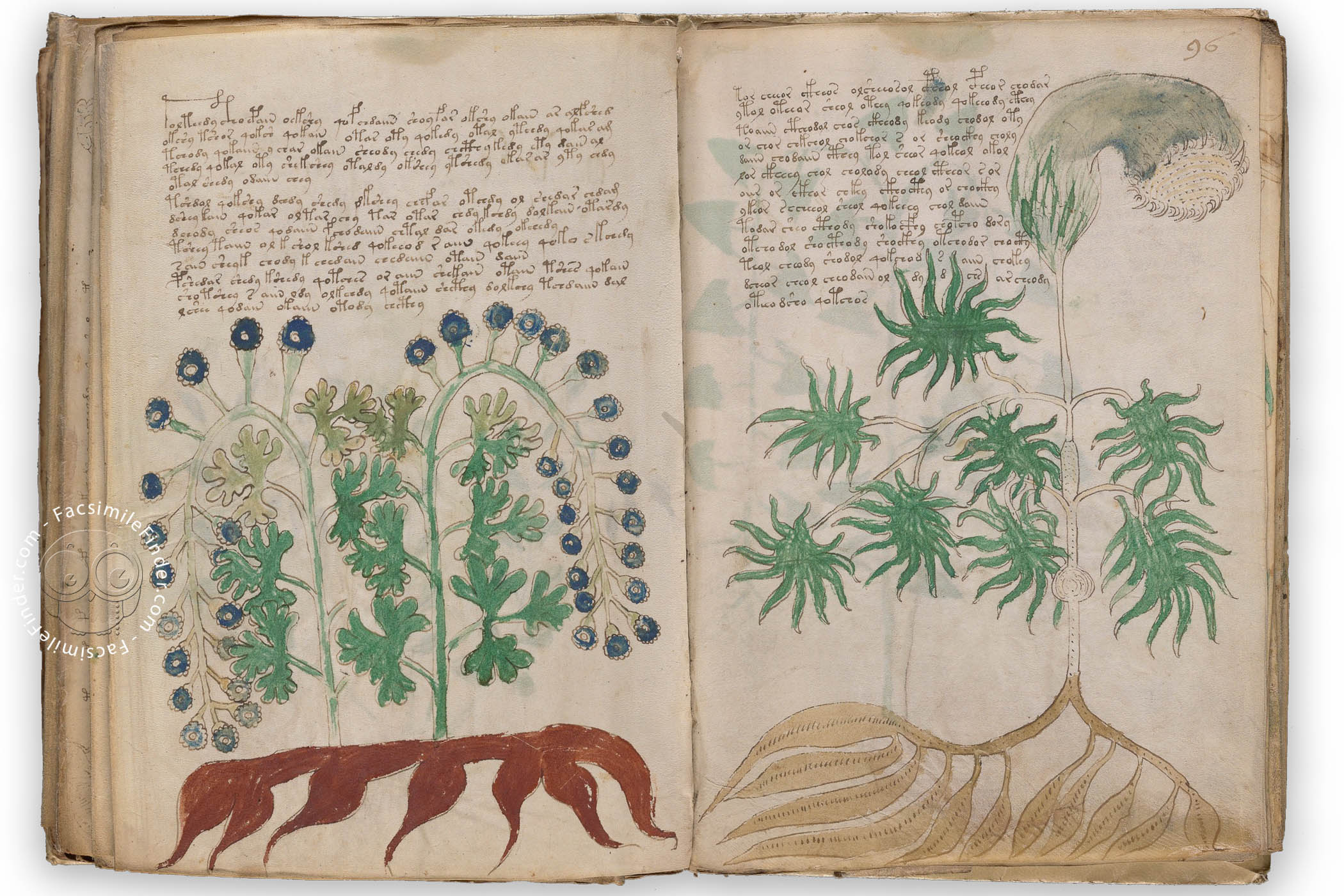 The manuscript of Voynich