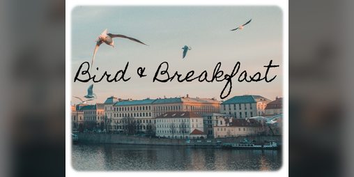 Cover image for Bird & Breakfast