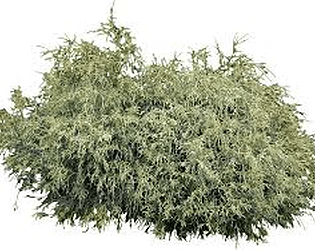 The Bush People
