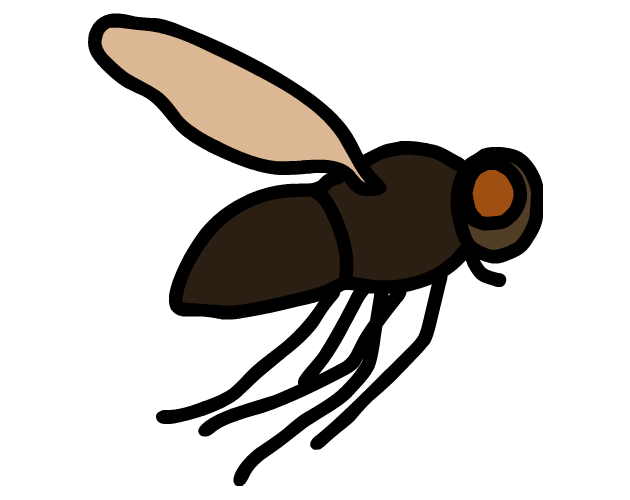 Cover image for Fly