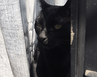 Black Cat Detective