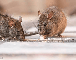 raise an armada of rats to grow your ever expanding rat empire