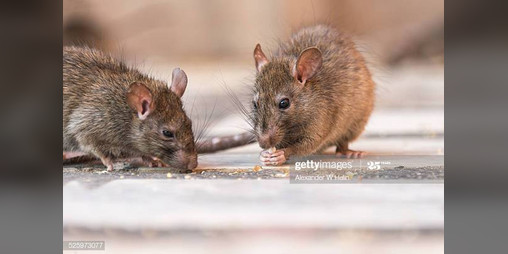 Cover image for raise an armada of rats to grow your ever expanding rat empire