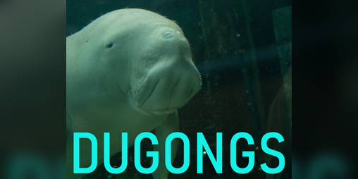 Cover image for Dugongs