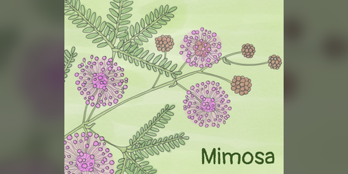 Cover image for Mimosa