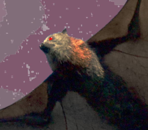 Cover image for Astrovampire Bats