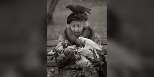 Cover image for Bird Wizard