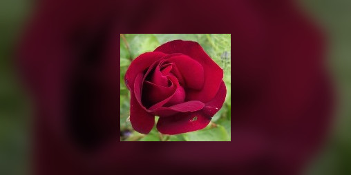 Cover image for Word of the Day