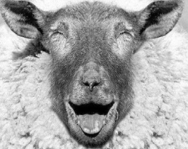 Cover image for Shepherd And His Sheep