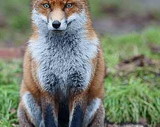The Foxy Game Mobile