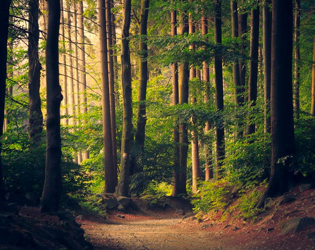 La balade en forêt