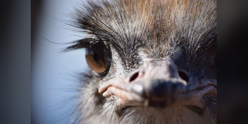 Cover image for Grimy Ostrich Man