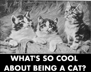 What's So Cool About Being A Cat?  