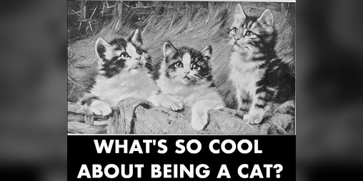 Cover image for What's So Cool About Being A Cat?