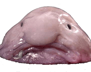 Blobfish Walk