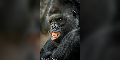 Cover image for Gorilla Shooter