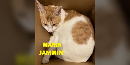 Cover image for Mama Jammin'