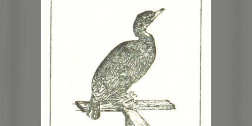 Cover image for Cormorant