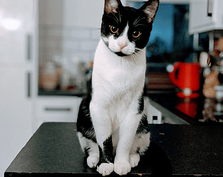 CatDad