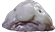 Fi(fish)sh
