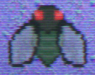Gamble Fly