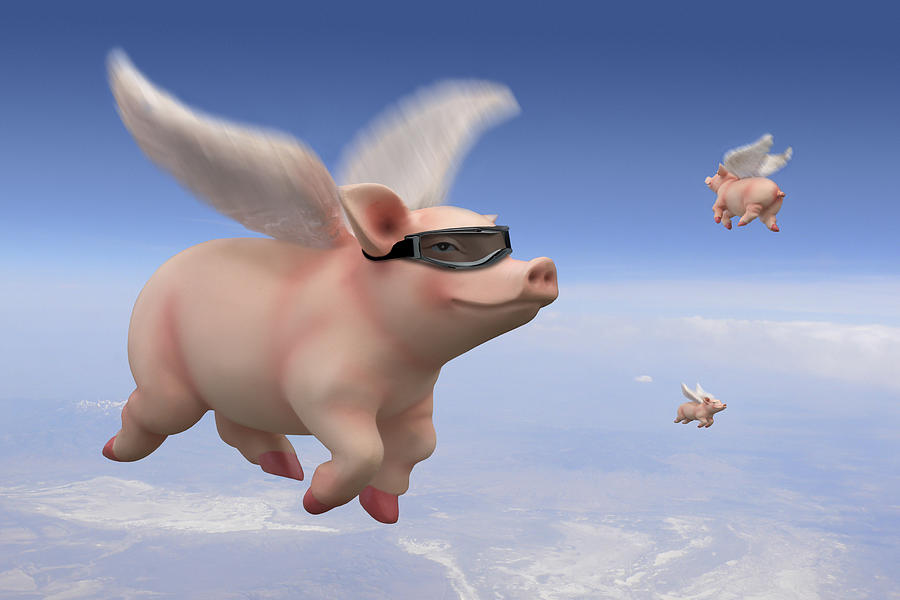 Jumpy Pig