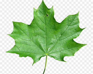 leaf