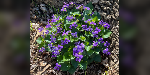 Cover image for Foraging Wild Plants