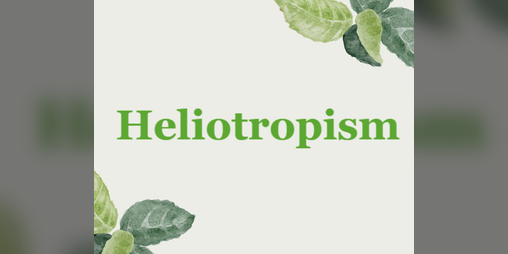 Cover image for Heliotropism