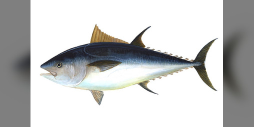 Cover image for If I'm not fishing I'm thinking about it