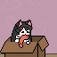 Cat Bulgar