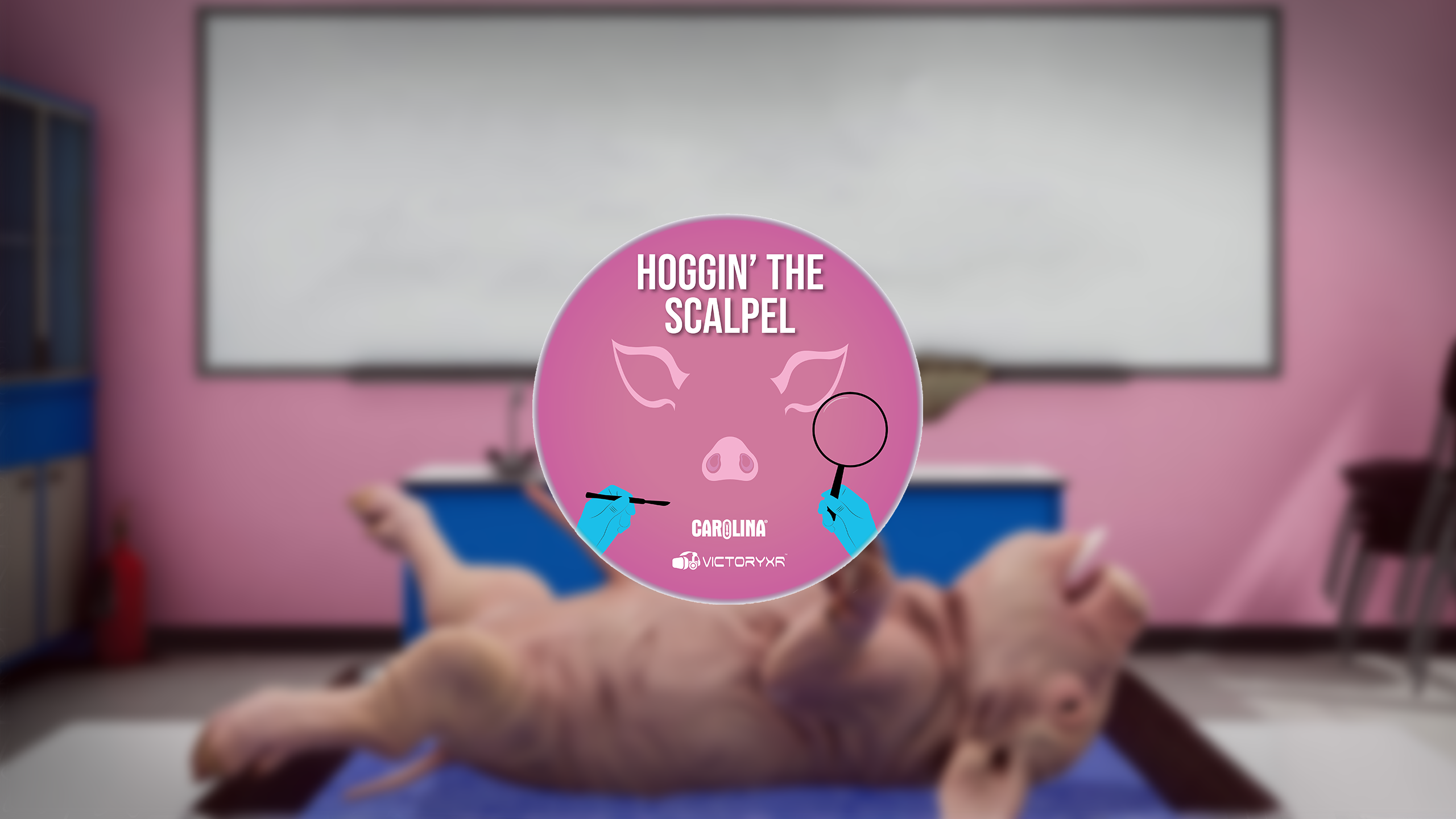 VR Pig Dissection: Hoggin' the Scalpel