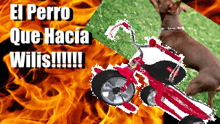 El Perro Que Hacía Wilis!!!!!! cover