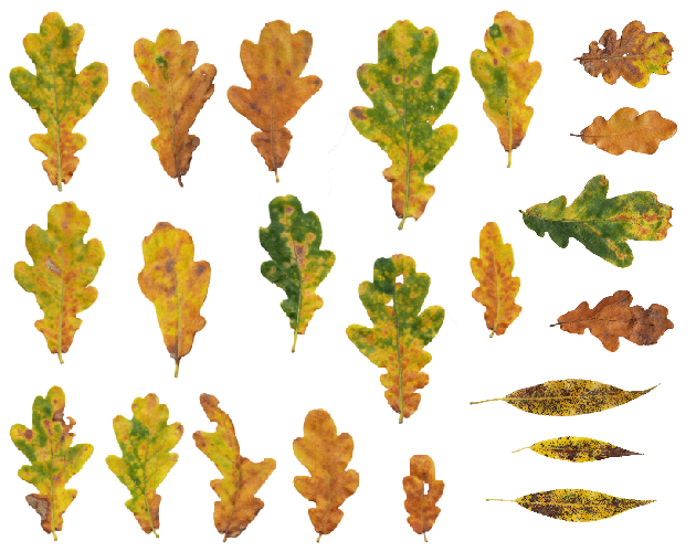 Cover image for leafSplore