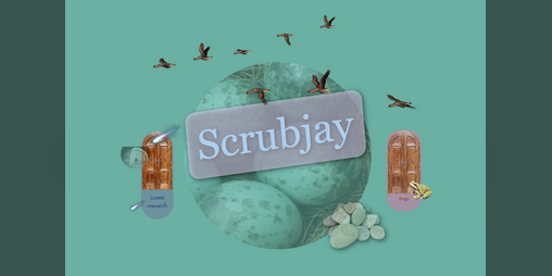 Cover image for Scrubjay