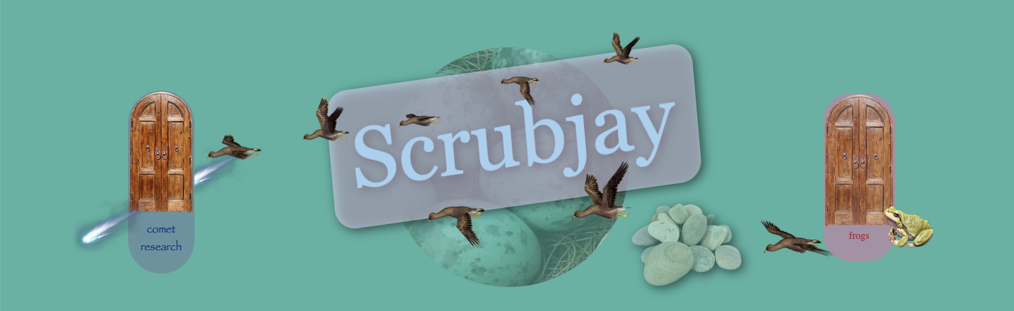 Scrubjay